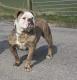 Wij hebben pups !!!  Moeder Rainbowbulls :Amber   Vader:Rainbowbulls  Dorus